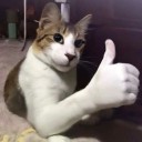 cat-w-opposable-thumbs avatar