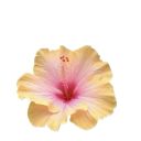 catacombspooks avatar