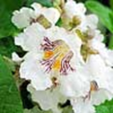 catalpa-waltz-writes avatar