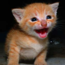 catandkittenblog avatar