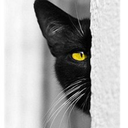 catanonimo-blog avatar