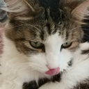 catappreciation avatar