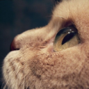 catastr0phic-nightmare-blog avatar