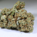 catastrophic-writer avatar