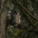 catastrophicxfailure avatar