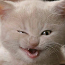 catattacks101 avatar