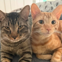 catbitefever avatar