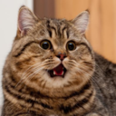 catbotblep avatar