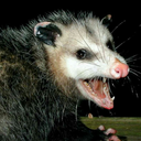 catboy-garfield avatar