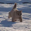 catboy07-moved avatar