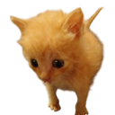 catboycrustpunk avatar