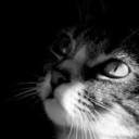 catcarla-blog avatar