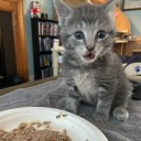 catcat144 avatar