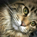 catcatcatcatcatcatcatcatcatcat69 avatar