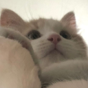 catchastarorten avatar