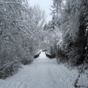 catcherintheray avatar