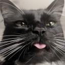 catcross21 avatar