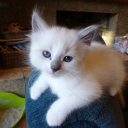 categorical-mischief avatar