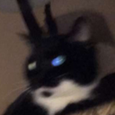 catenthusiast5000-blog avatar