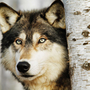 caterawolf avatar