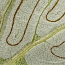 caterpillar-trails avatar