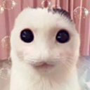 catfish-paradise avatar