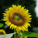 catflowermountain avatar