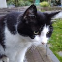 catfriends avatar