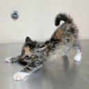 catgirl-alternative avatar