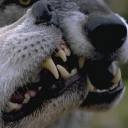 catgirl-for-hire avatar