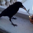 catgirl-radiation-poisoning avatar