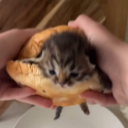 catgirl-tumble avatar