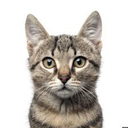 catgleevengers avatar