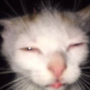 cath-yy avatar