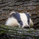 catharsismask avatar