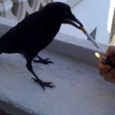 catharsisofcamellia avatar