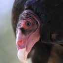 cathartesaura6 avatar