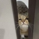 catholic-sasuke avatar