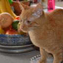 cathousefelines avatar