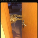 catinatrenchcoat avatar