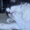 catkllr-pussylvr avatar