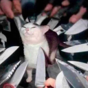 catknifetime avatar
