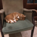 catladyblogging avatar