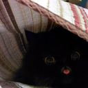 catladythoughts avatar