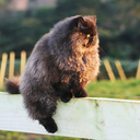 catlistosworld avatar