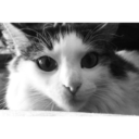 catliza-world avatar