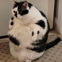 catlover-213-38 avatar