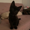 catlover42069 avatar