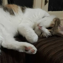 catloverfangirl avatar