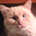 catmander-blog1 avatar